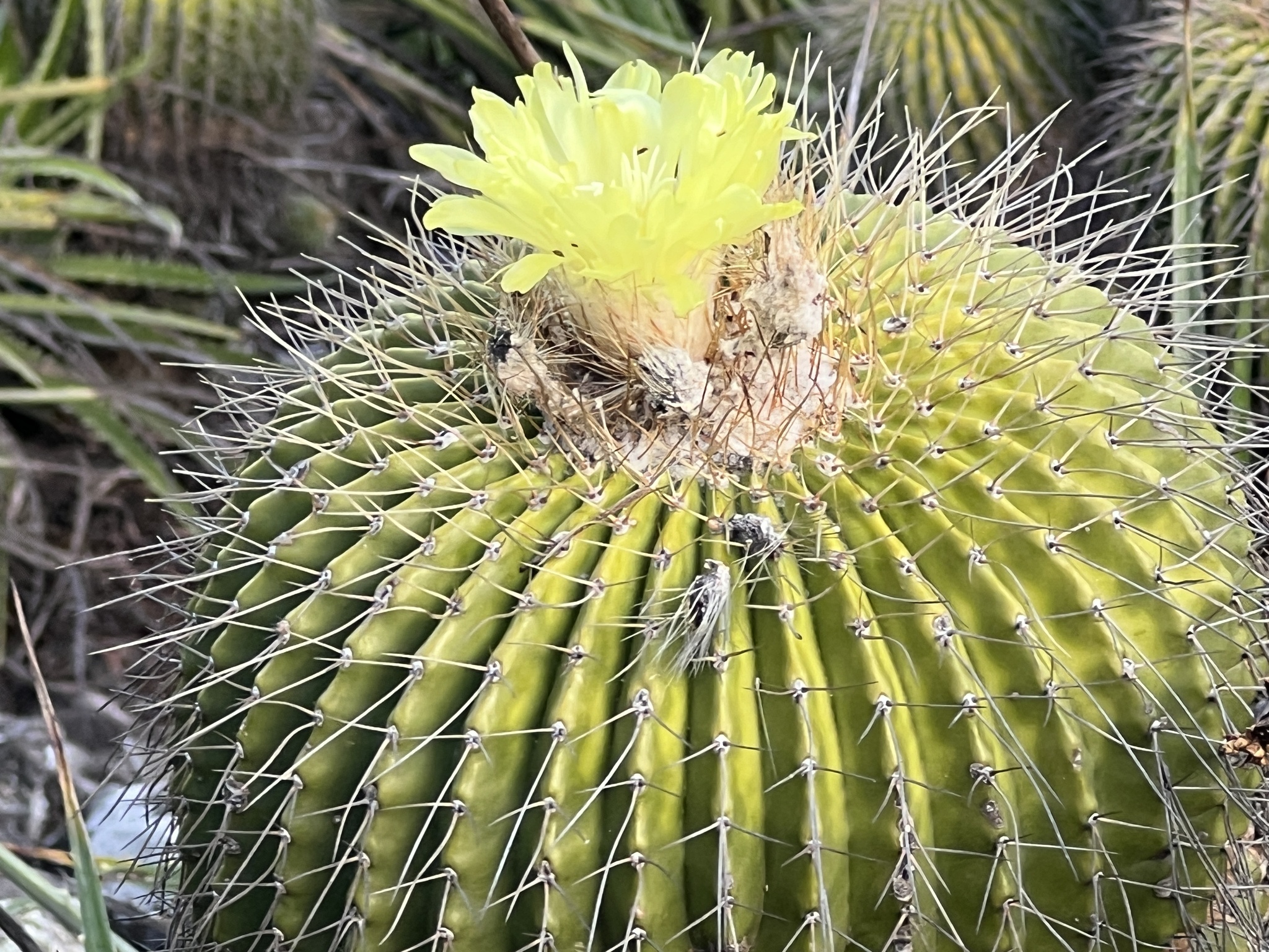 Parodia schumanniana