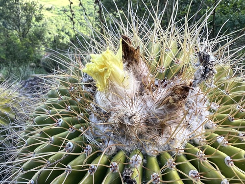 Parodia schumanniana