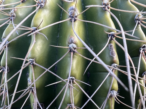 Parodia schumanniana