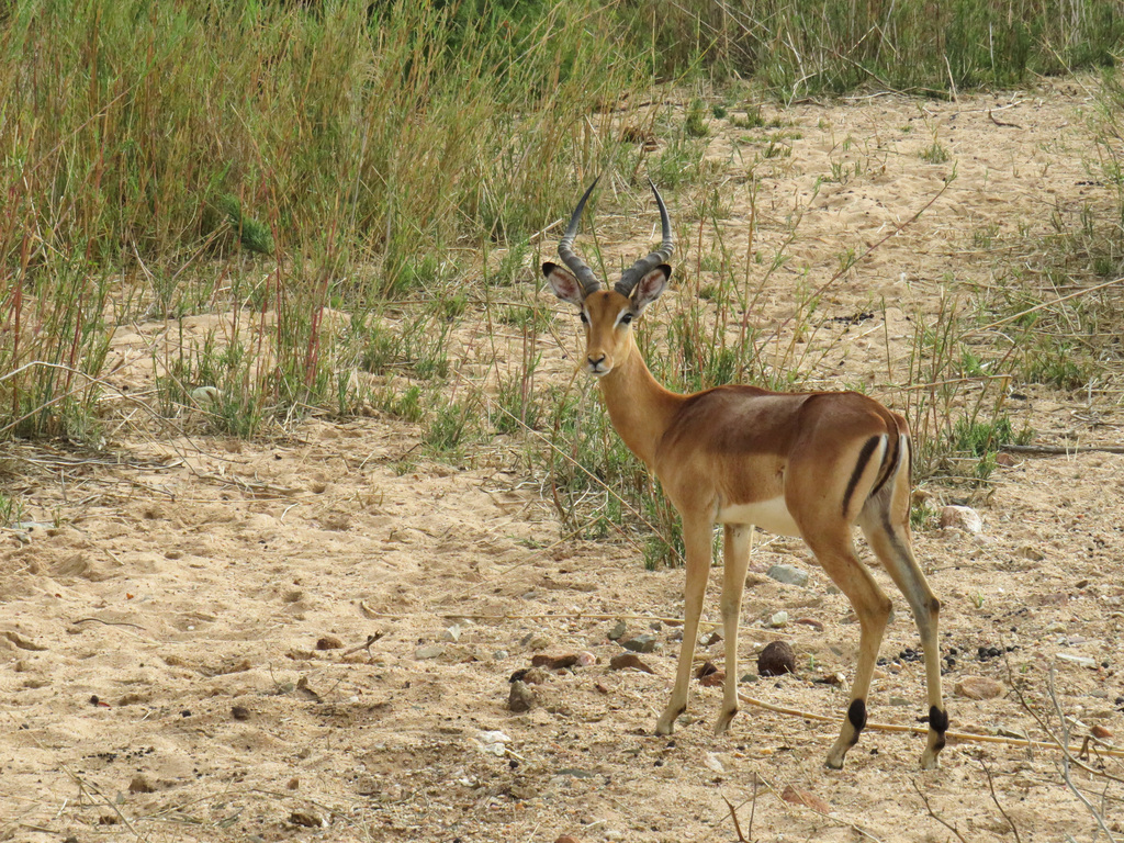 Common Impala from Kapama Private Game Reserve, Kapama Private Game ...