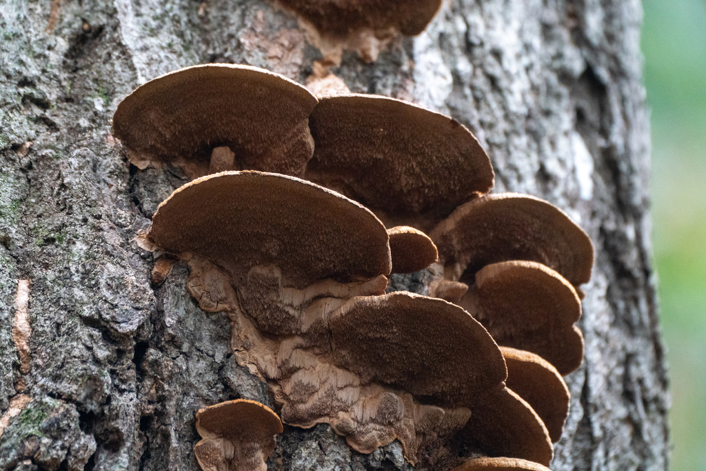 Fuscoporia gilva