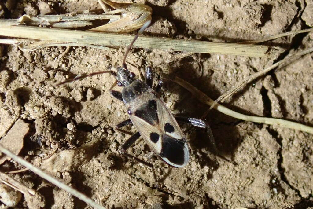 Lasiocoris anomalus