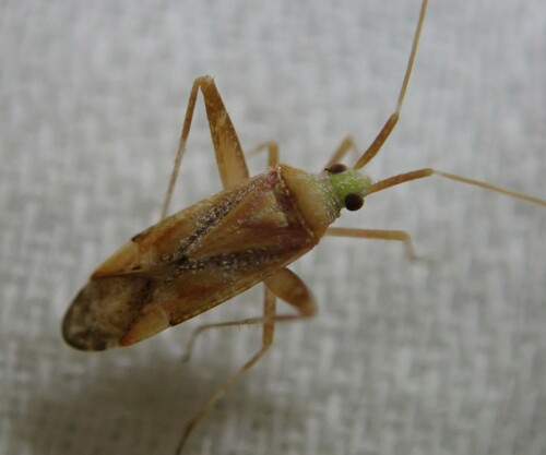 Phytocoris flammula