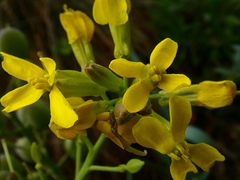 Alyssoides utriculata