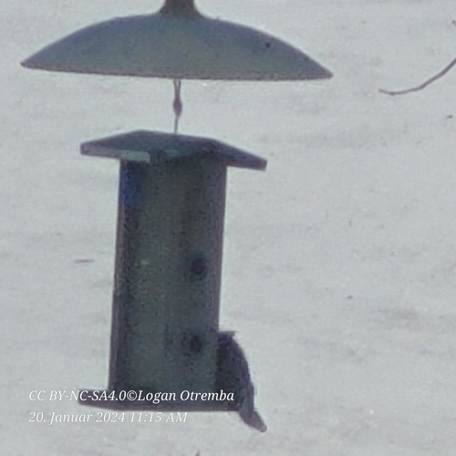 Blue Jay photographed in North Dakota
