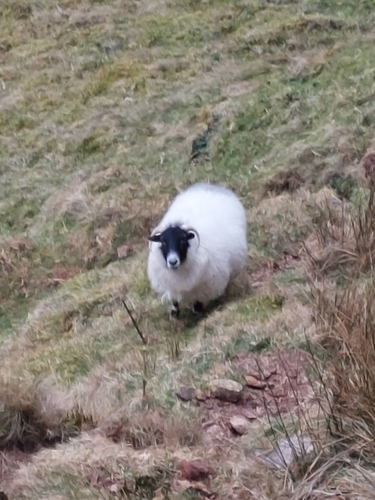Domestic Sheep