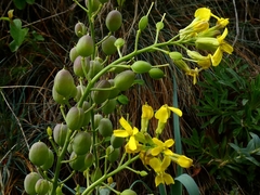 Alyssoides utriculata