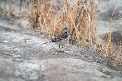 Siberian Pipit (Anthus japonicus), photo 9