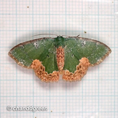 Eucyclodes albisparsa