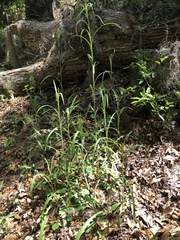 Lactuca graminifolia