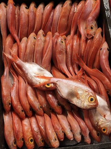 Sharpnose redfish (Centroberyx druzhinini) — Berycidae — 3
