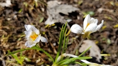 Crocus vernus