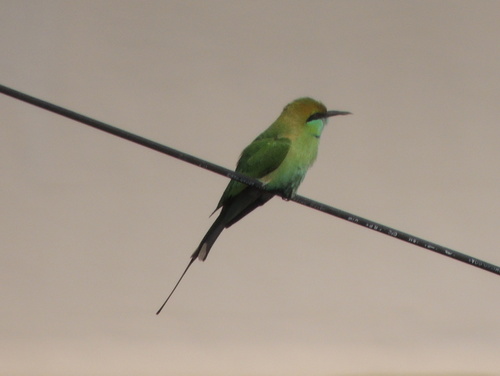 Merops orientalis