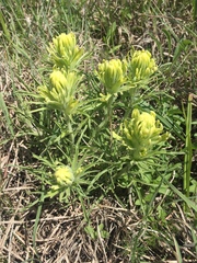 Castilleja citrina