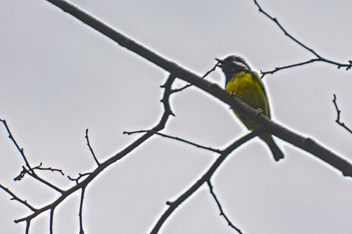 Yellow-bellied Tit (Periparus venustulus), photo 10