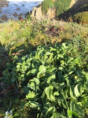 Grindelia stricta platyphylla
