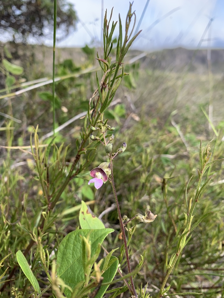 Phaseolus mollis