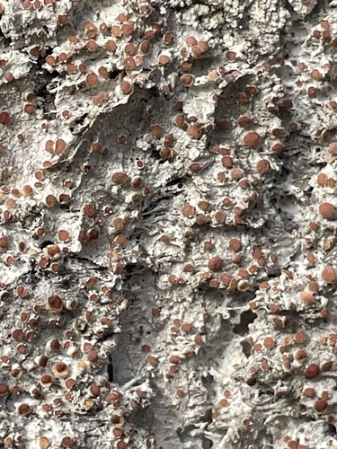 Eastern Ragged-rim Lichen