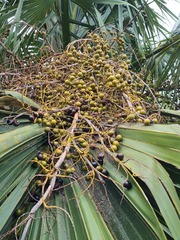 Sabal bermudana, photograph (c) Alison Copeland, some rights reserved (CC BY)