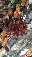 Media resource of Phaeotremella foliacea