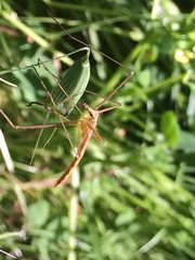 Apterobittacus apterus