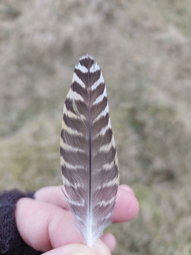 Plume de Pluvier doré