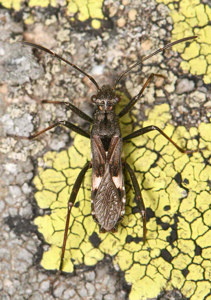 Alydus rupestris