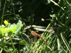 Apterobittacus apterus