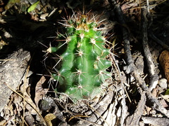 Echinocereus papillosus