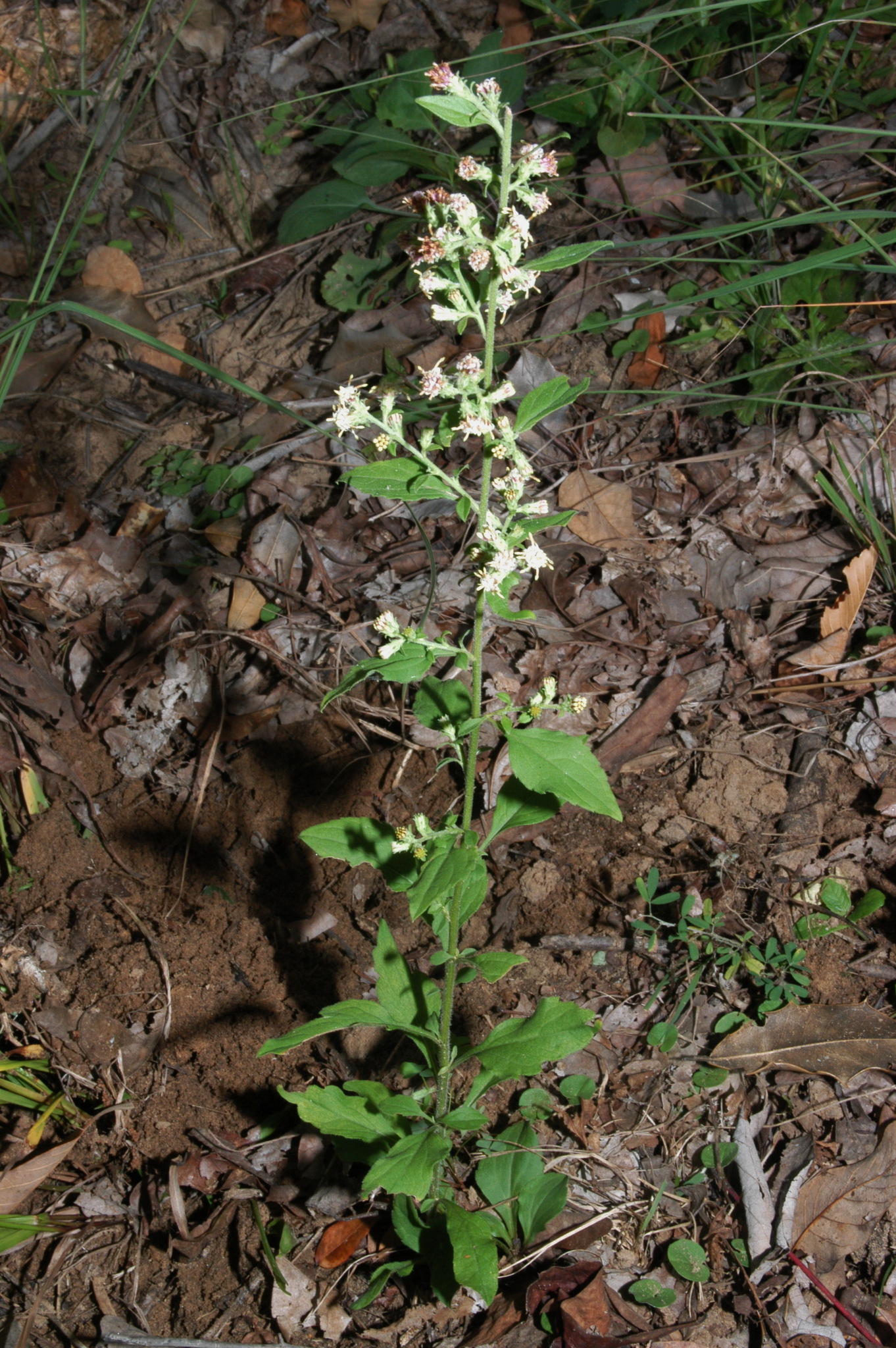 Brintonia discoidea