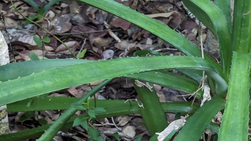 Image of Agave decipiens by (c) Alina Martin, some rights reserved (CC BY)