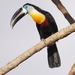 Channel-billed Toucan - Photo (c) Rogério Gribel, some rights reserved (CC BY-NC-ND), uploaded by Rogério Gribel