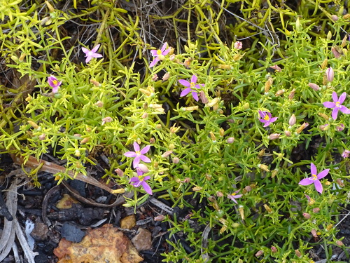 Chironia baccifera, photograph 4
