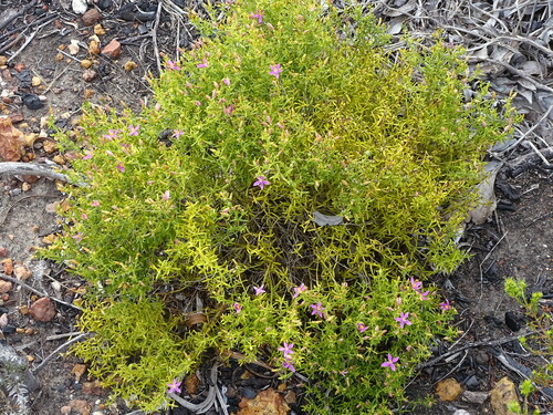 Chironia baccifera, photograph 5