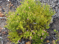 Chironia baccifera, photograph Shaun Swanepoel, CC BY, iNaturalist via GBIF