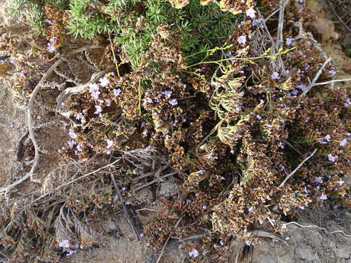 Image of Limonium scabrum by (c) Shaun Swanepoel, some rights reserved (CC BY)