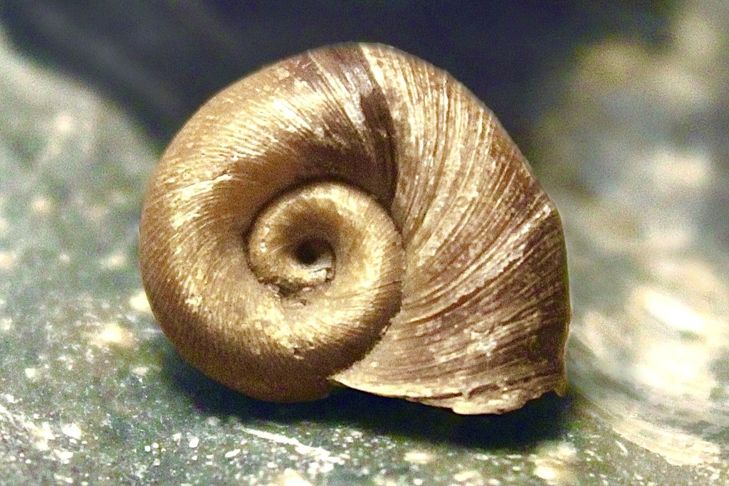 Marsh Ramshorn