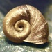 Caracol Cuerno de Borrego de Pantano - Photo (c) L.J. Lamera, algunos derechos reservados (CC BY), subido por L.J. Lamera