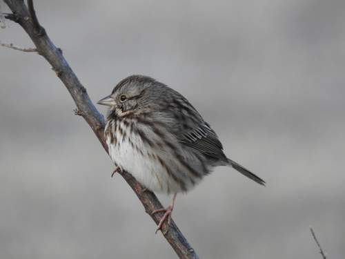 Song Sparrow photographed in Virginia