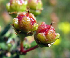 Ceanothus roderickii