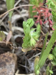 Lysimachia linum-stellatum