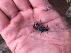 Nicrophorus carolina