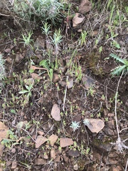 Lysimachia linum-stellatum