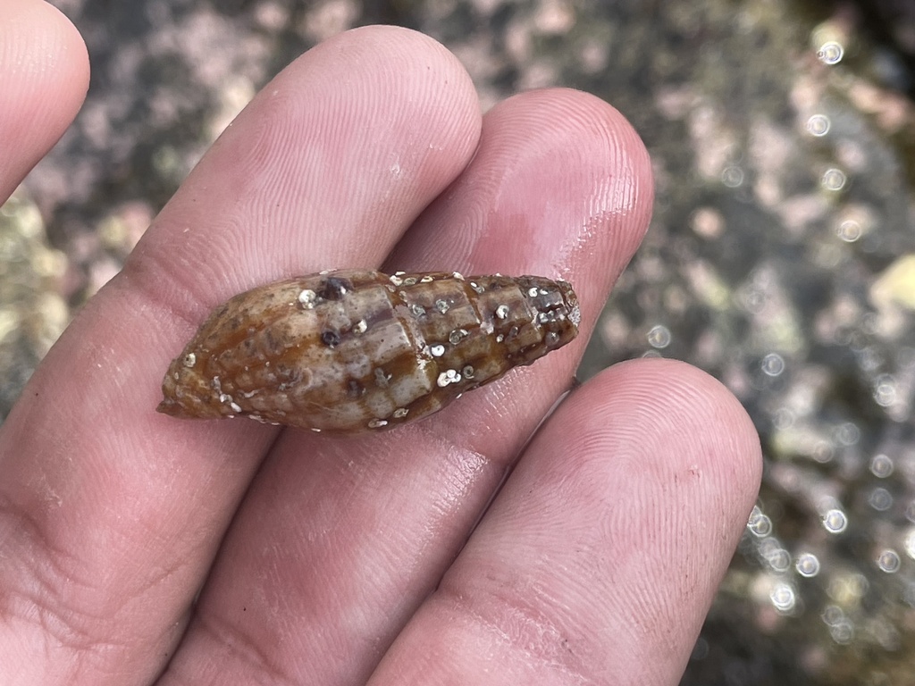 Neotiara lens from 002, Manzanillo, Col., MX on January 20, 2024 at 11: ...