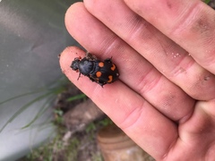 Nicrophorus carolina