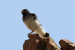 Oenanthe albonigra