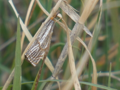 Thisanotia chrysonuchella