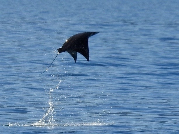 Munk's devil ray leaping high from the sea