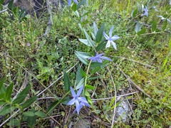 Vinca herbacea