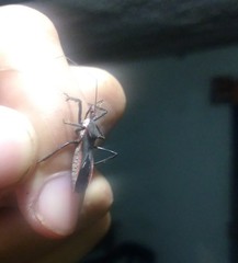 Castolus rufomarginatus